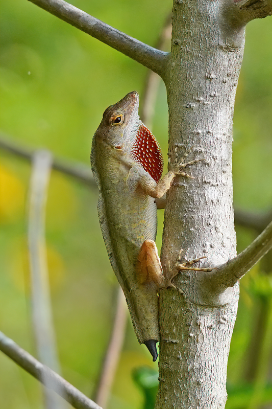 Brown Anole (Anolis sagrei)