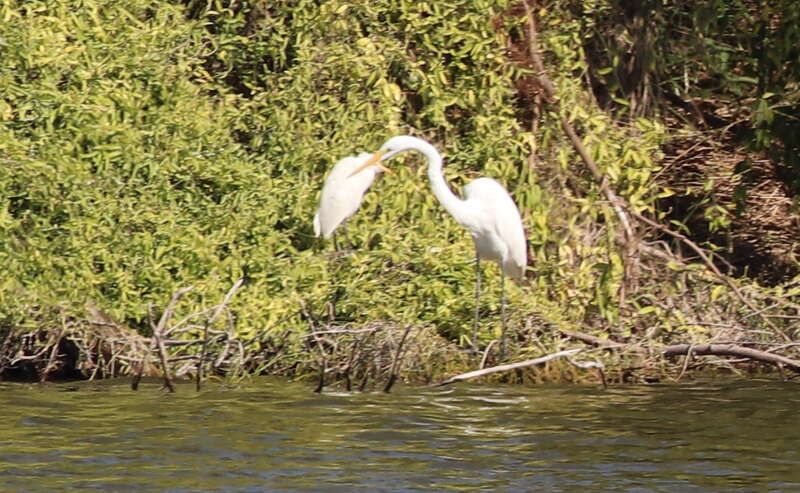 Cattle Egret (left) and Great Egret (right)