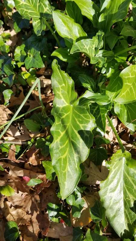 Italian arum (Arum italicum)
