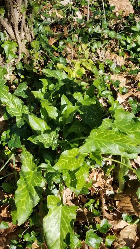 Italian arum (Arum italicum)