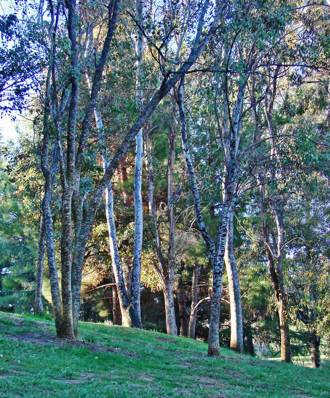 (1 in a multiple picture album)
This is certainly not a dramatic shot, but I like trees and forests. The way the early sun was lighting these trunks caught my eye.