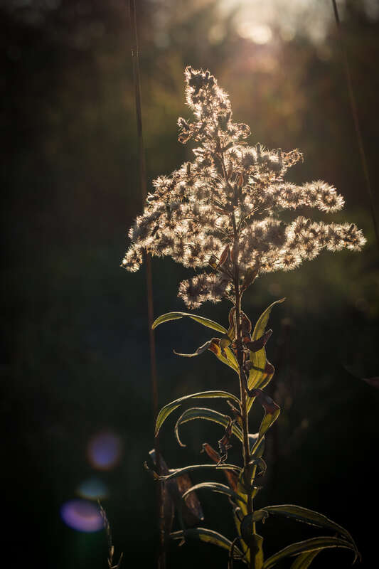Backlighted Weed, Duluth