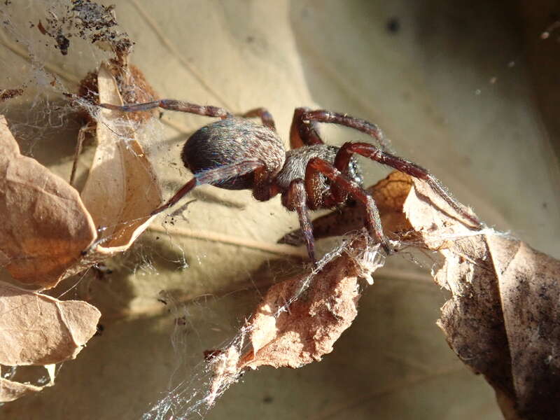 Lateral view of a female Badumna longinqua.