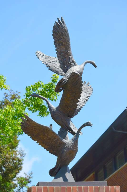 Bird on Bird