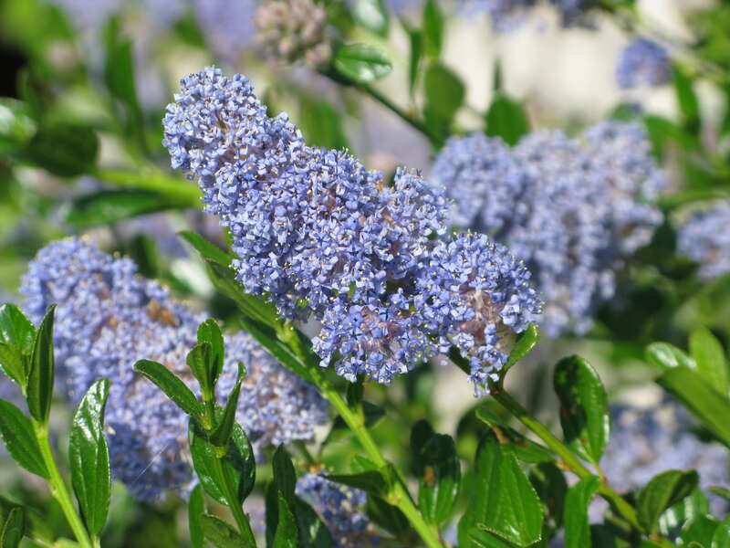 California lilac, variety: Arroyo de la Cruz