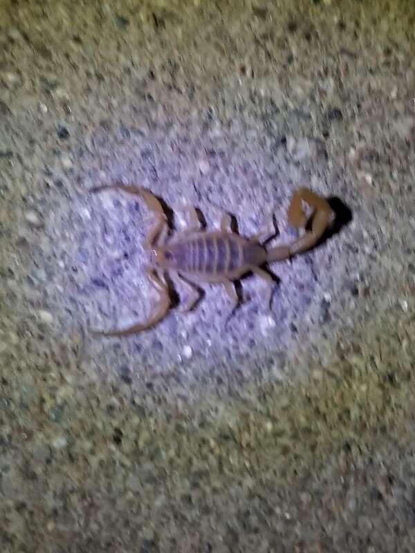 Arizona Bark Scorpion (Centruroides sculpturatus)