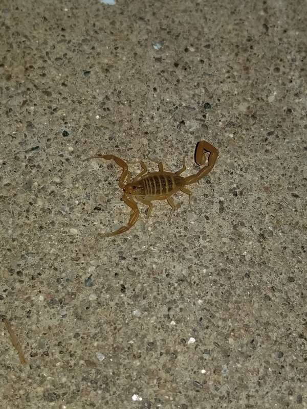 Arizona Bark Scorpion (Centruroides sculpturatus)