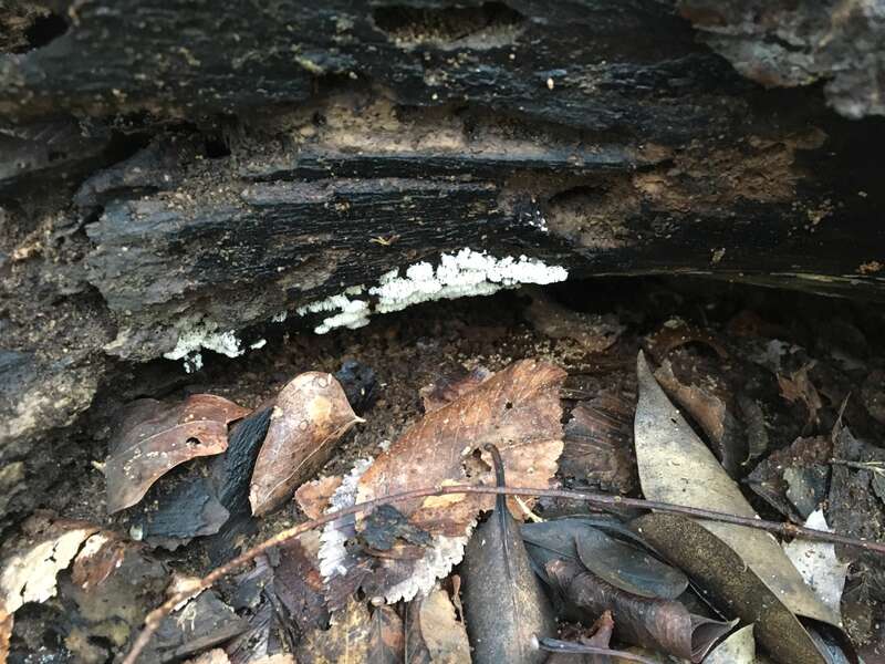 Honeycomb Coral Slime Mold (Ceratiomyxa fruticulosa)