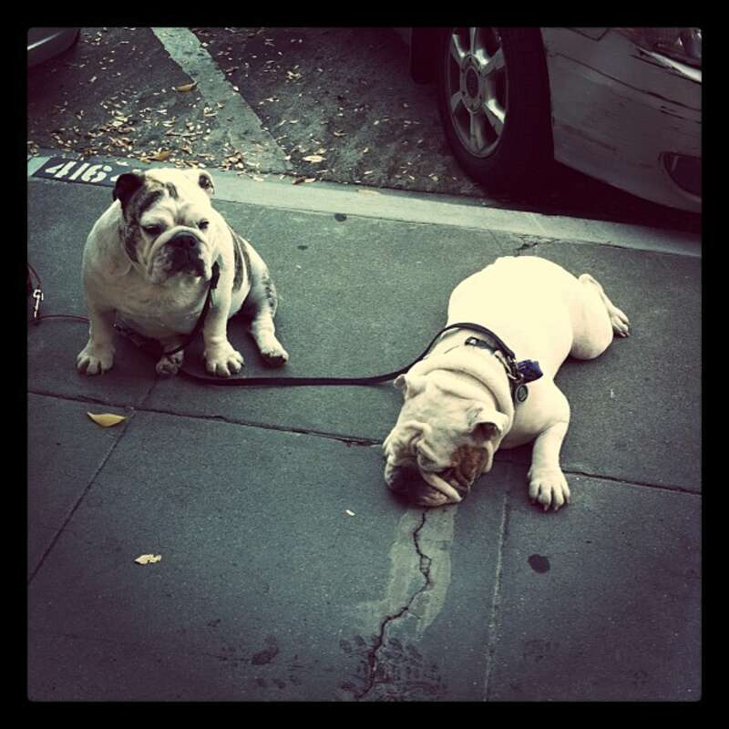 Chill dogs