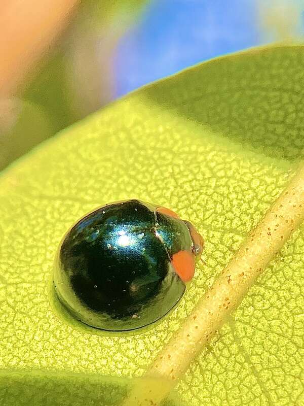 Metallic Blue Lady Beetle (Curinus coeruleus)
