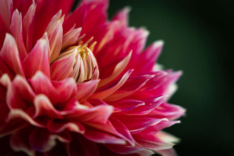 Dahlia hill is back in bloom (has been for a few weeks).