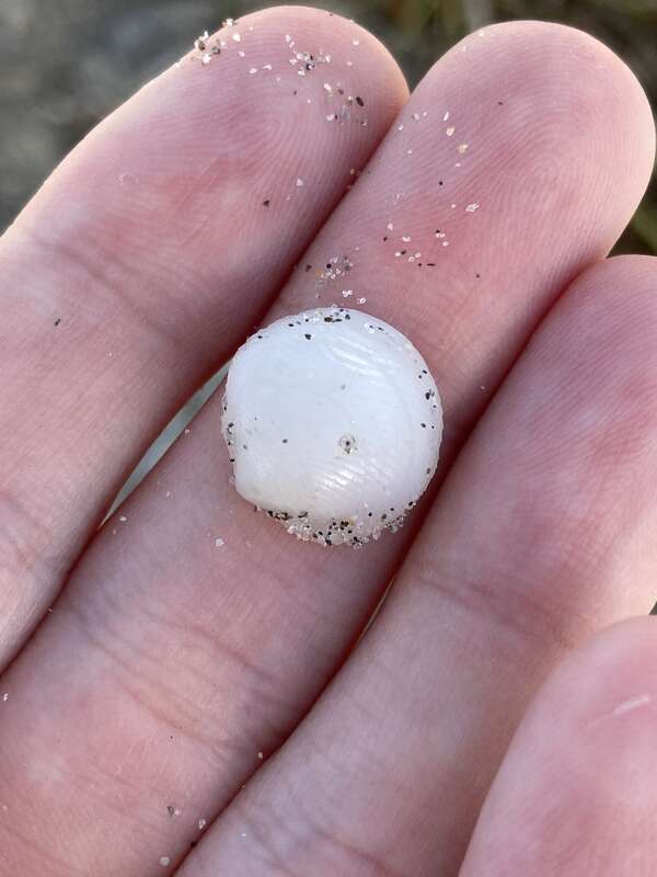 Cross-hatched Lucine (Divalinga quadrisulcata)