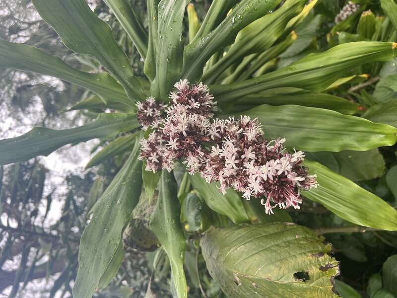 Dracaena fragrans - flower at Mounts Botanical Garden, West Palm Beach, Florida, USA