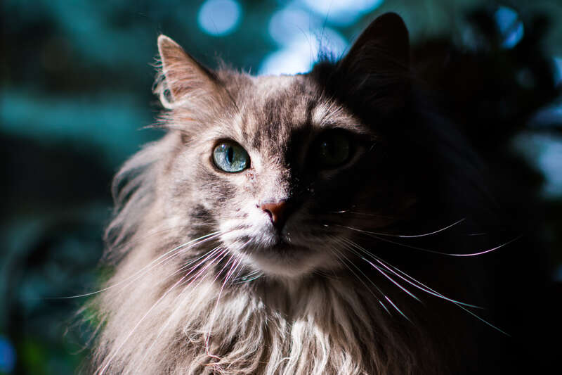 Home cat in Mentor