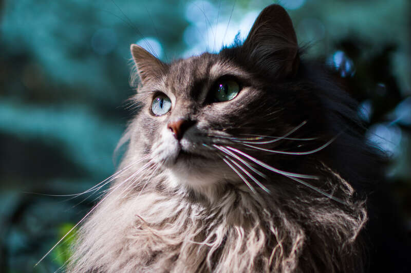 Home cat in Mentor