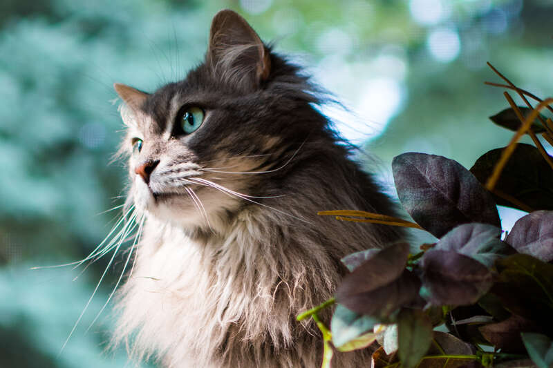 Home cat in Mentor