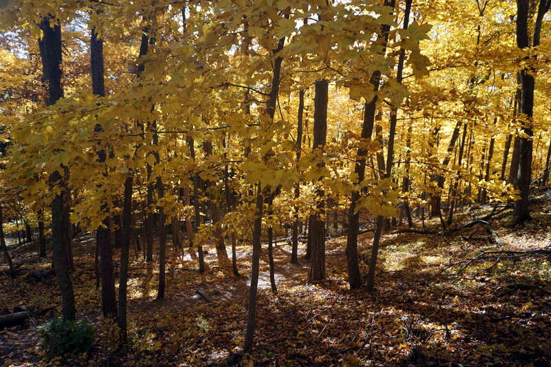 The Holy Hill Segment of the Ice Age Trail in Hubertus, Wisconsin (United States).