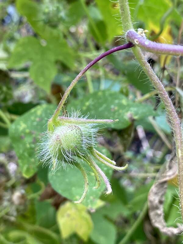 ivy-leaved morning-glory (Ipomoea hederacea)