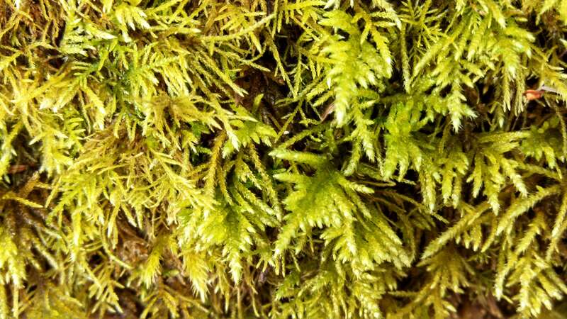 Kindbergia oregana (Oregon beaked moss ) Seen on a walk in Shoreline, Washington.  

IMG_20140404_092246_853
