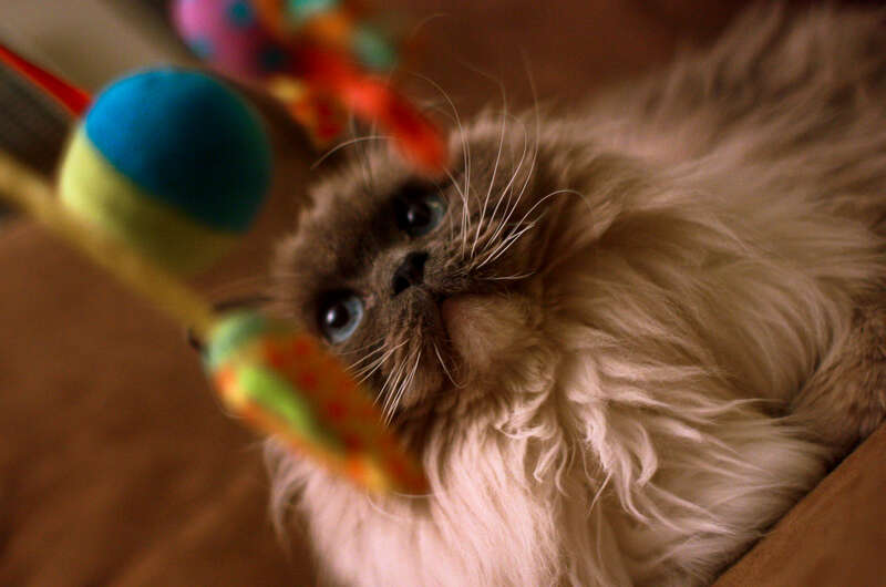 Kitten Lure