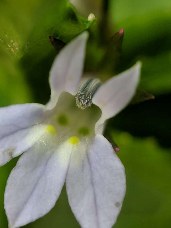 Lobelia inflata