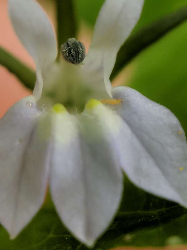 Lobelia inflata