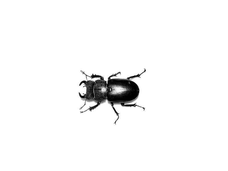 Photograph of an unidentified species of Lucanus captured in Provo, UT. Identified to family using Triplehorn, C. A. &amp; Johnson, N. F. (2005) Borror and DeLong's Introduction to the Study of Insects, 7th Edition. Thomson Learning Inc.