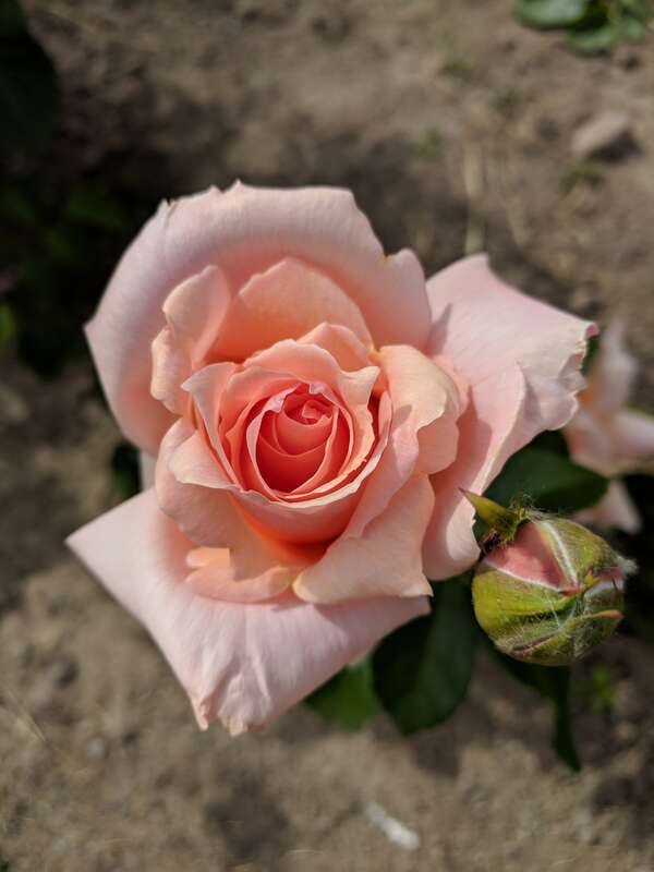 en:Hybrid tea rose "Apricot Candy" blooming during the 2018 Maplewood Rose Festival in en:Maplewood Park in en:Rochester, New York