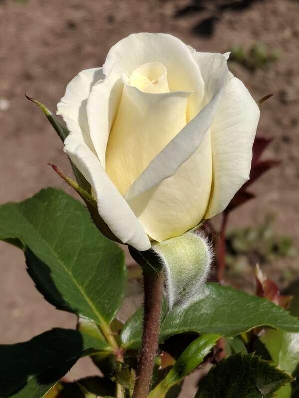 "Moondance" en:Floribunda (rose) photographed during the 2018 Maplewood Rose Festival in en:Maplewood Park in en:Rochester, New York