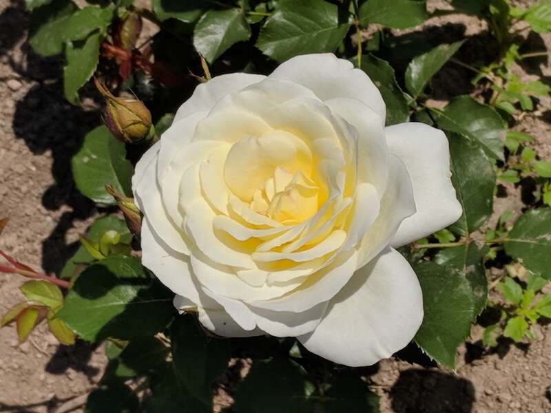 "Moondance" en:Floribunda (rose) photographed during the 2018 Maplewood Rose Festival in en:Maplewood Park in en:Rochester, New York