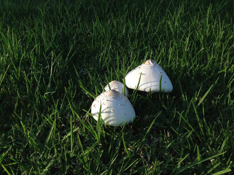 Mushrooms