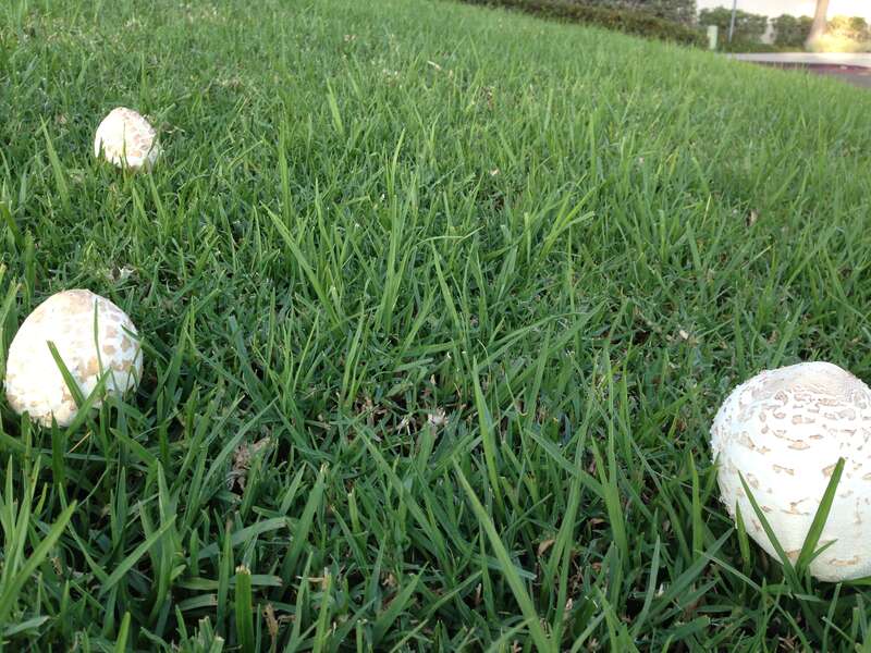 Mushrooms