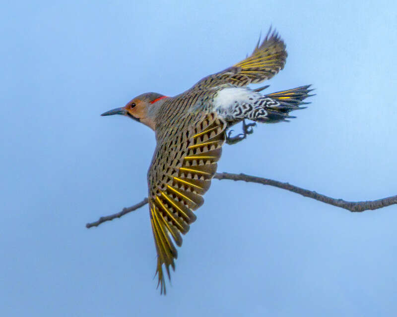 Northern flicker in flight