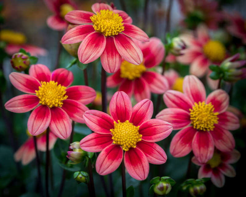 These flowers looked fake to me with their thick petals and dense center, but they are real.  At dhalia hill.