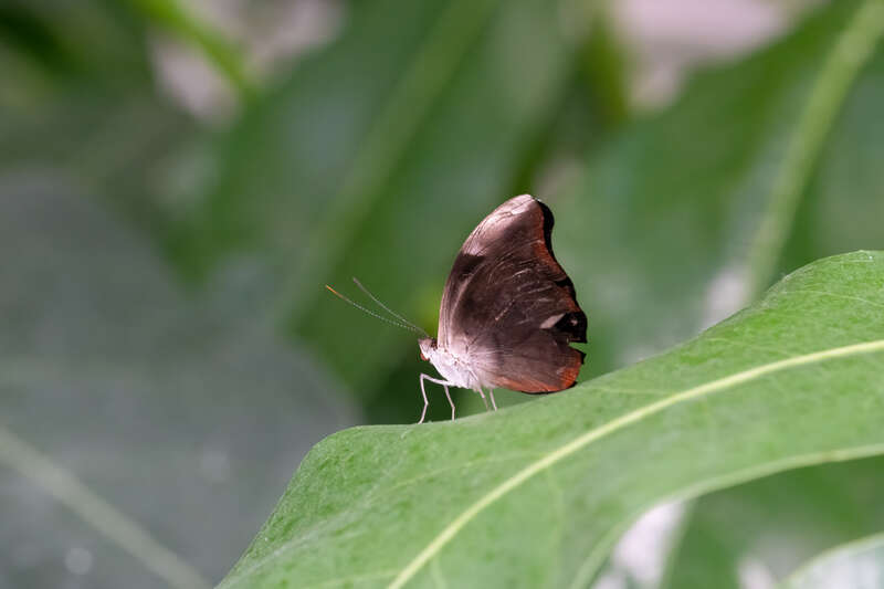 Orange-banded Shoemaker Butterfly