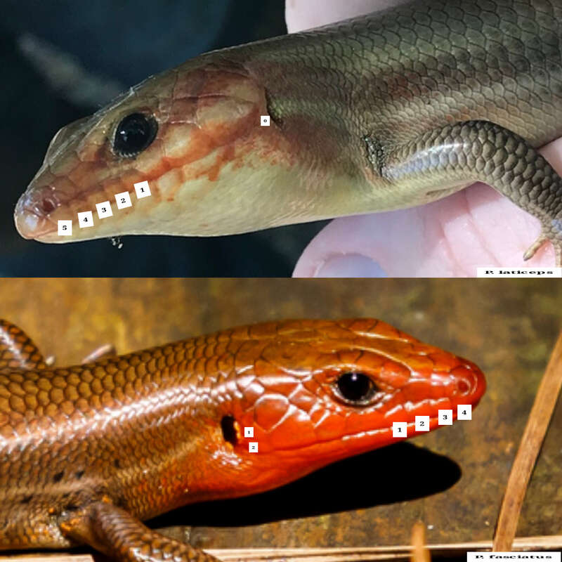 P. laticeps (top) and P. fasciatus (bottom). The monophyletic species P. fasciatus P. laticeps differ in the number of upper labial scales between the eye and nostrils.
Image 1 (cc by sa)
https://www.inaturalist.org/observations/23186436
Image 2 (cc