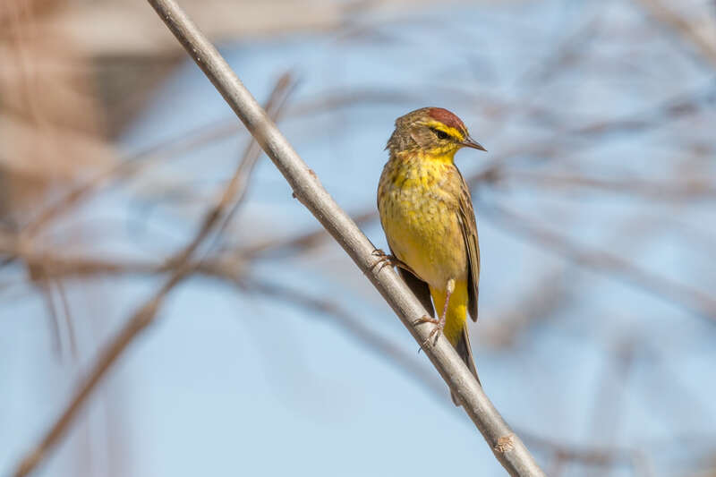 Another treat from my three days of birthday birding: first of the year palm warblers. This shot is from the Arlington Res, where I also had a pair of yellow-rumped warblers.