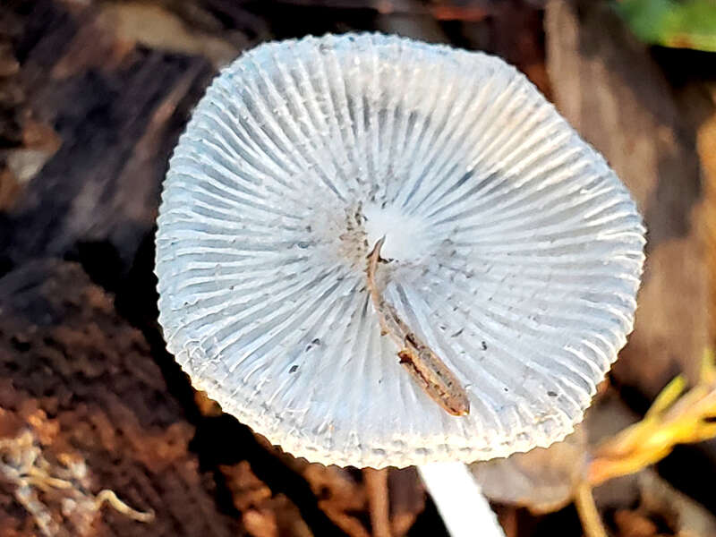 pleated inkcap (Parasola plicatilis)