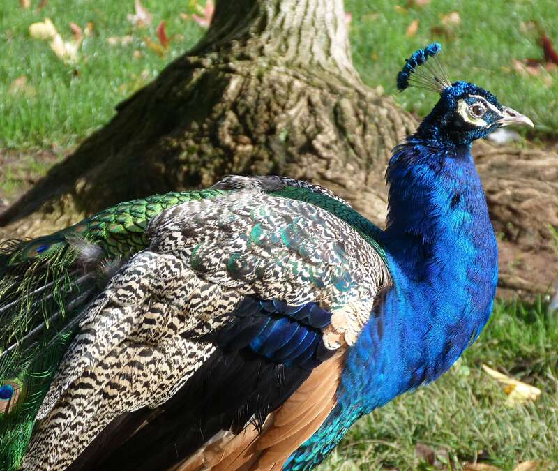 PeacockA