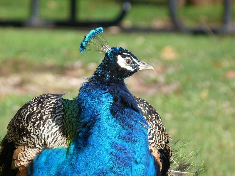 PeacockB