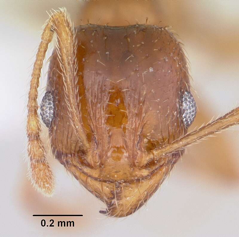 Head view of ant Pheidole spadonia specimen casent0104753.