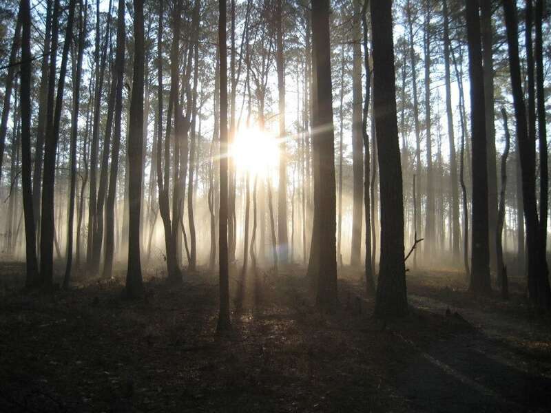 Photo of the Week - 12/10/12
A foggy morning at Great Dismal Swamp National Wildlife Refuge.

Credit: USFWS