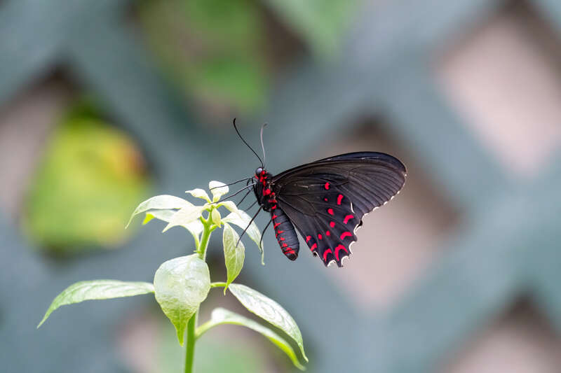 Pink-spotted Cattleheart