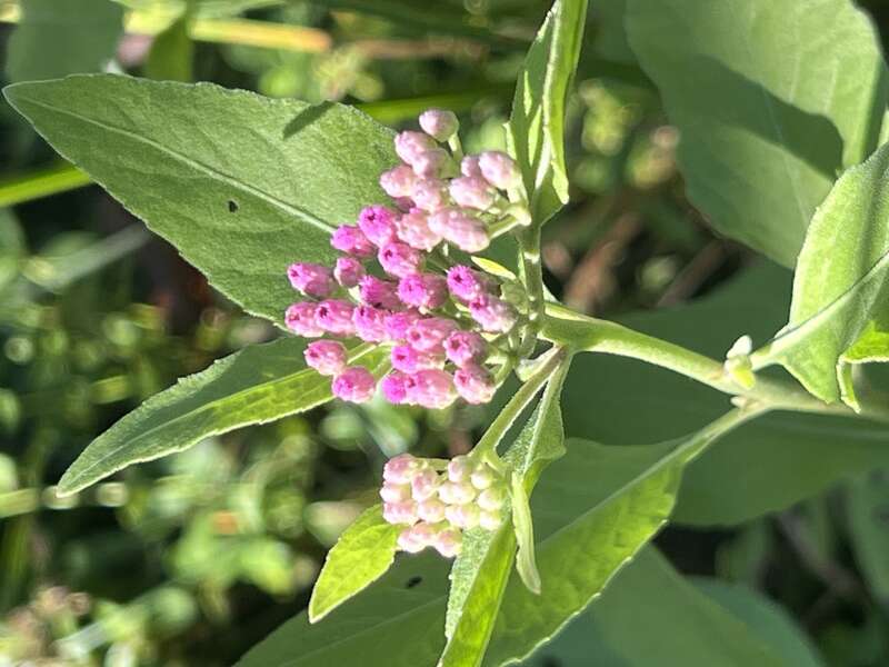 Pluchea baccharis at Mounts Botanical Garden in West Palm Beach, Florida USA