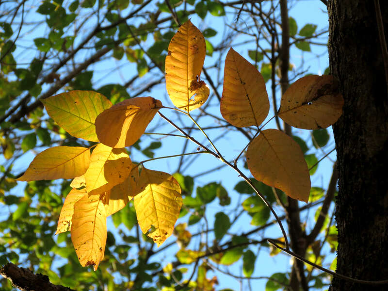 Toxicodendron radicans. Rock Creek Park, Washington, DC, USA.