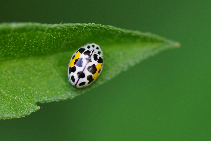Cuban Fairy Lady Beetle (Psyllobora nana) in the United States