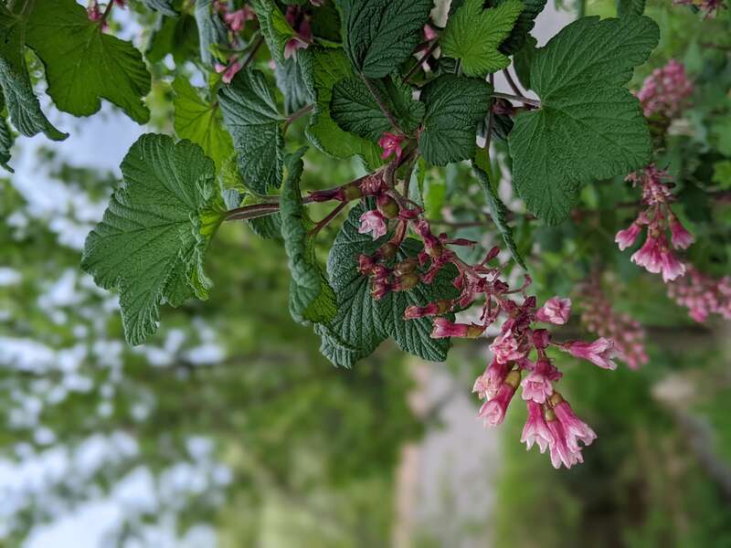 Closeup photo of red-flowering currant (Ribes sanguineum) foliage and flowers, Beacon Food Forest April 25, 2021.
