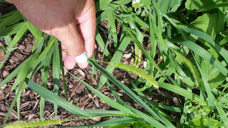 Setaria faberi