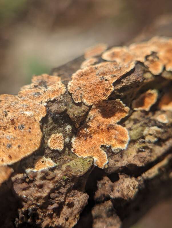Ochre Spreading Tooth (Steccherinum ochraceum)