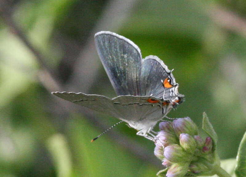 Gray hairstreak